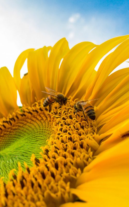 macro-photo-of-bumblebees-on-yellow-sunflower-772571